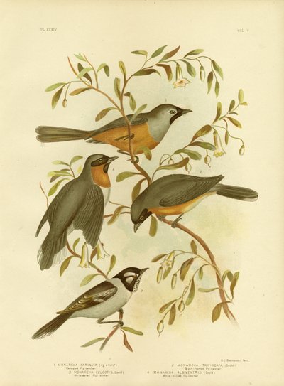 Pigliamosche Carinato o Monarca dalla Faccia Nera, 1891 da Gracius Broinowski